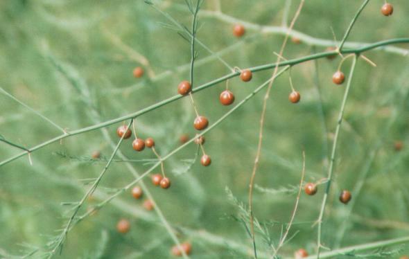 asparagusseedberries.jpg