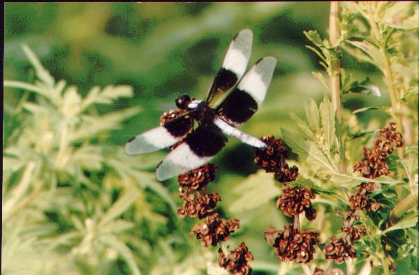 blackandwhitedragonfly.jpg