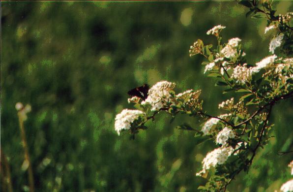 butterflyonspirea.jpg