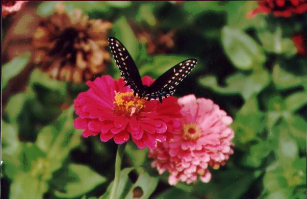 butterflyonzinnia.jpg