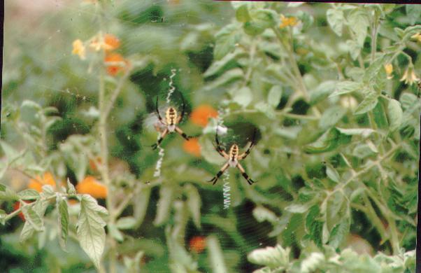 gardenspiders.jpg