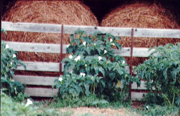 haybales.jpg