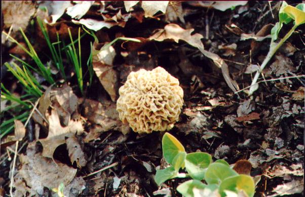 mushroom3.jpg