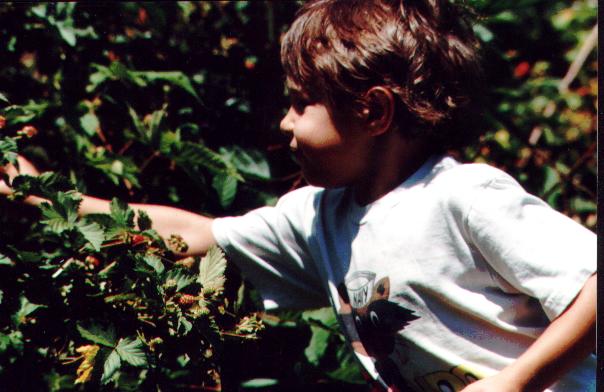 pickingblackberries.jpg