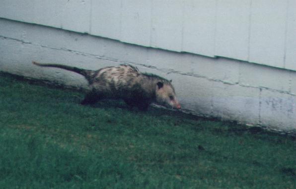 playingpossum.jpg