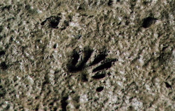 raccoonprints.jpg