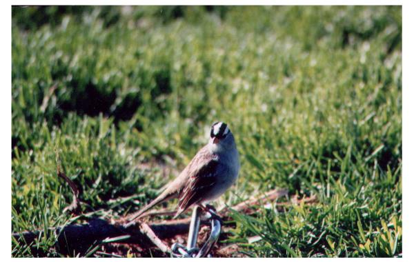 whitecrownedsparrow.jpg