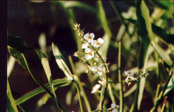 wildflowers.jpg